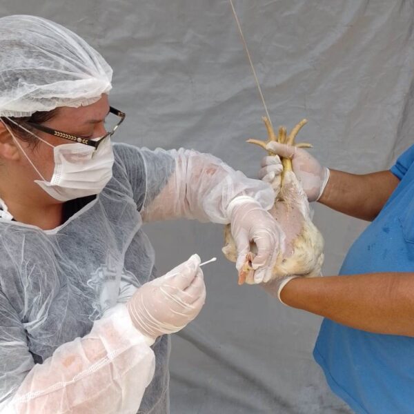 Goiás decreta situação de emergência zoossanitária preventiva contra a gripe aviária