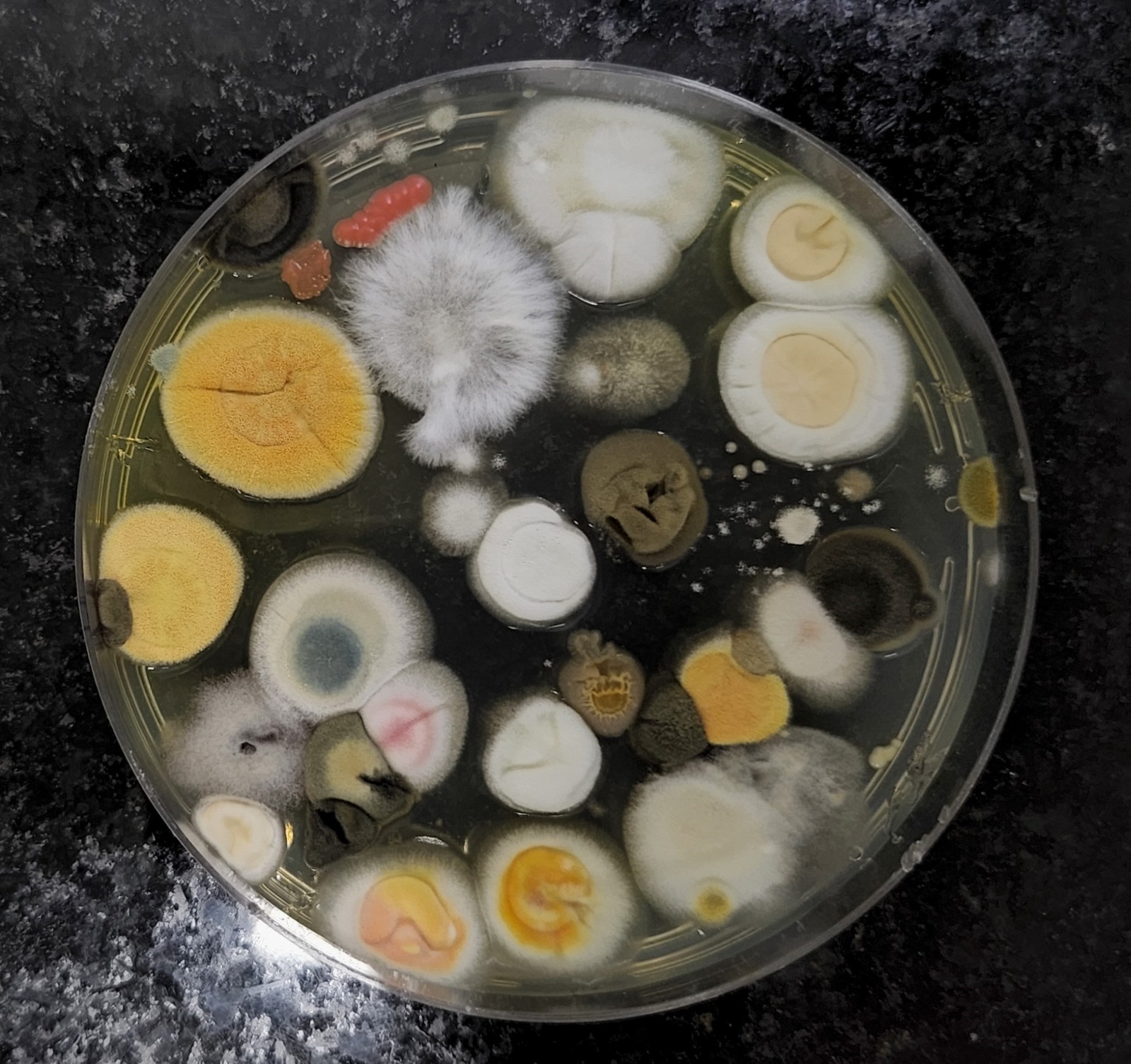 Pesquisa Fapeg fungos Cerrado e Pantanal