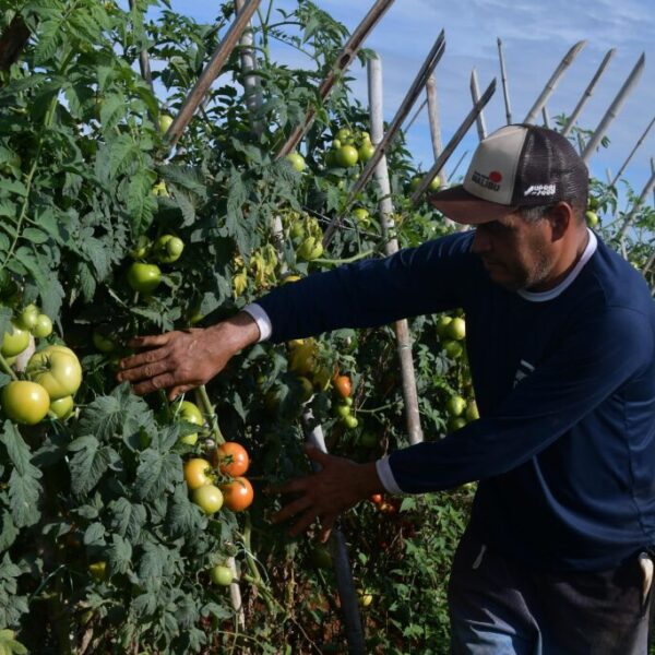 Plantação de tomate e agricultor