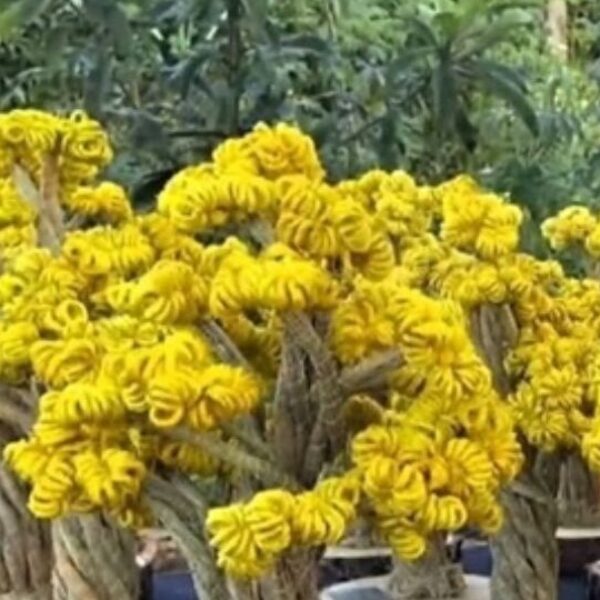 Prêmio Goiás Sustentável 2025 anuncia finalistas