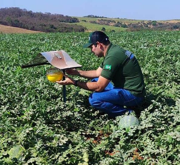 Agrodefesa assegura qualidade fitossanitária das frutas goianas para exportação