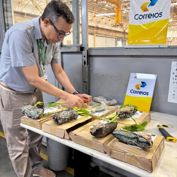 Agrodefesa e Correios interceptam sementes