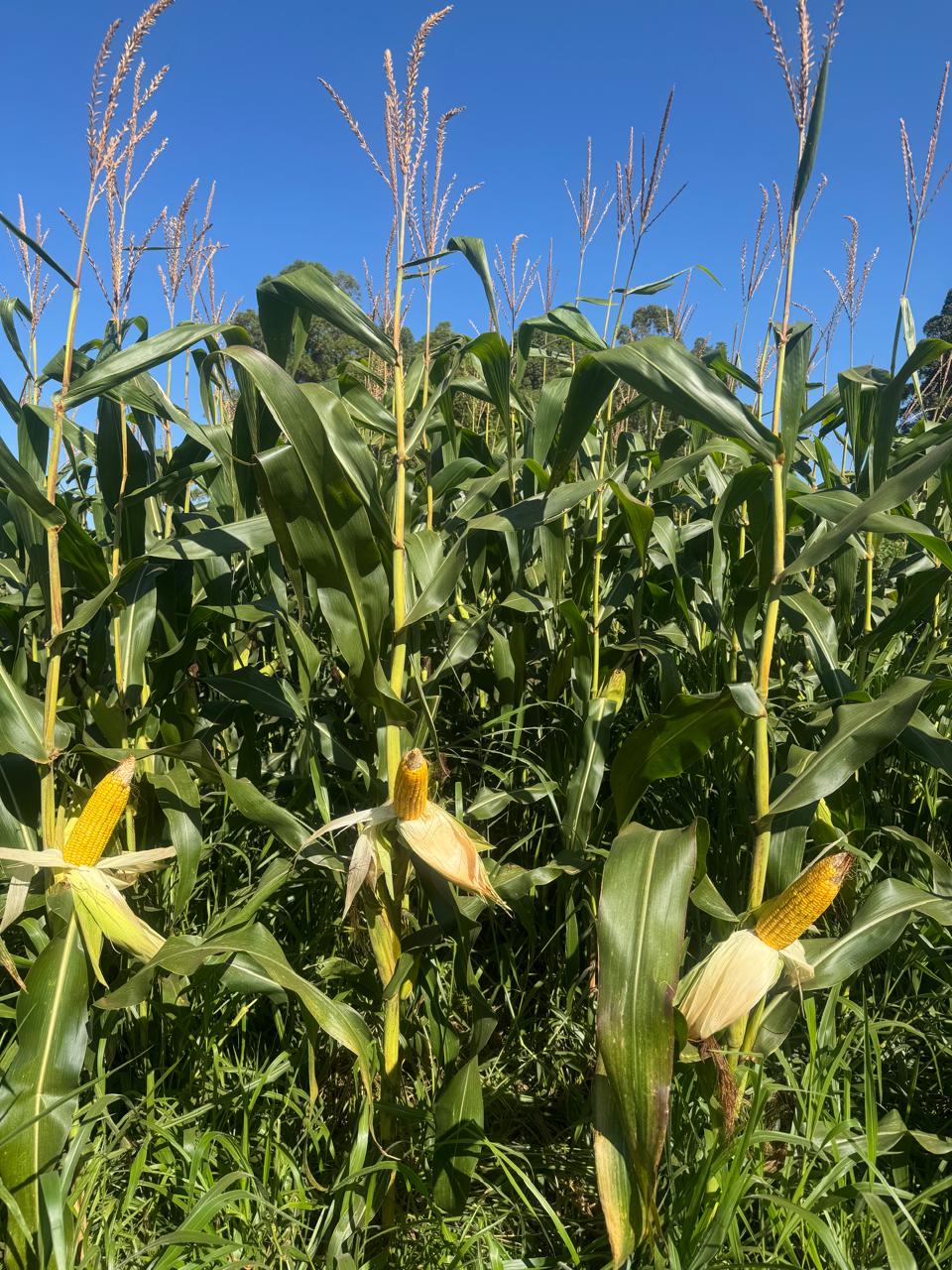 Com apoio da Fapeg e da Capes, projeto liderado por Goiás desenvolve soluções sustentáveis para restaurar Cerrado e Pantanal e gerar valor econômico com plantas nativas