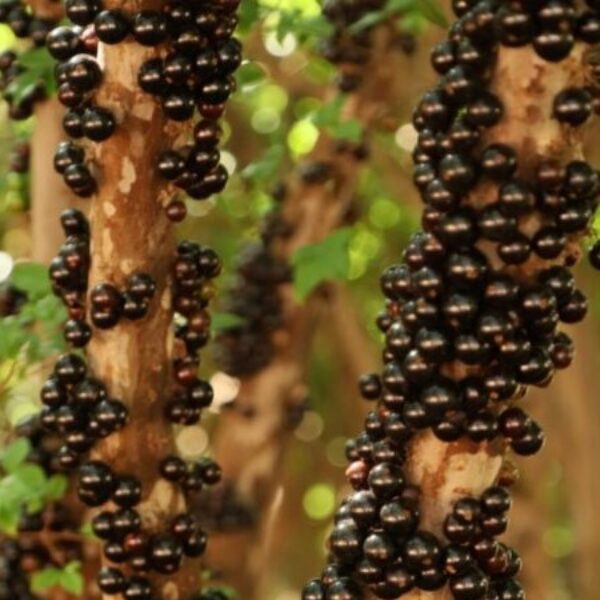 Emater promove Encontro Técnico sobre Cultura da Jabuticabeira em Hidrolândia