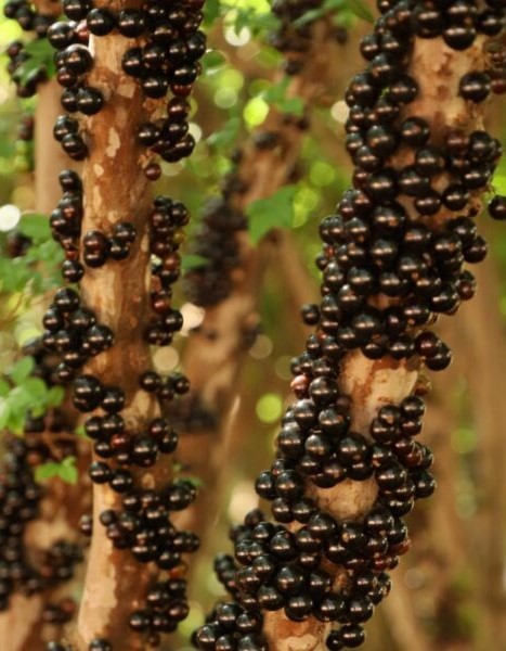 Emater promove Encontro Técnico sobre Cultura da Jabuticabeira em Hidrolândia