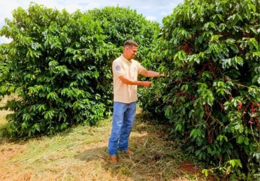 Emater e IF Goiano impulsionam pesquisa em cafeicultura no Cerrado