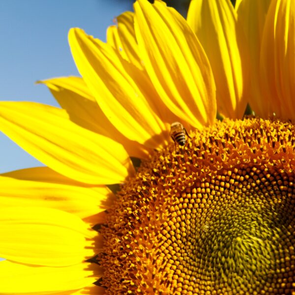 Goiás lider na produção de girassol