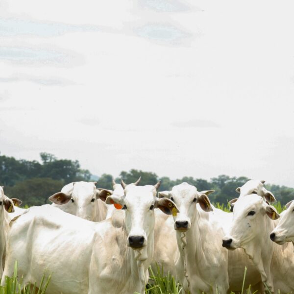 Goiás bate recorde no abate de bovinos no 1º trimestre de 2025