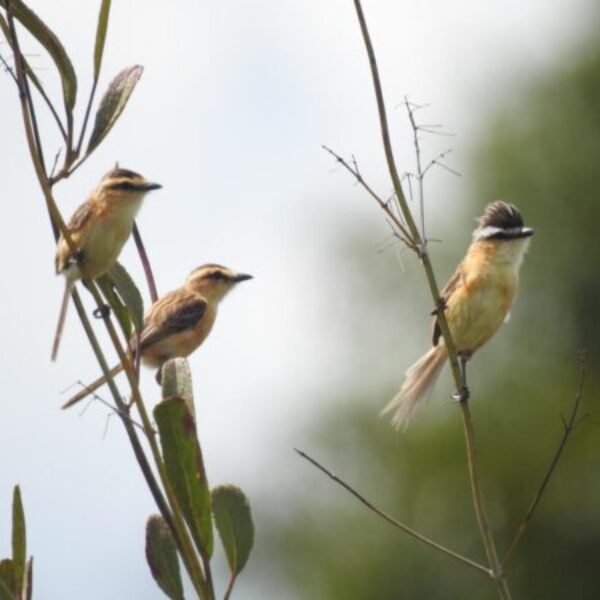 Semad investe no turismo de observação de aves na região de Alto Paraíso