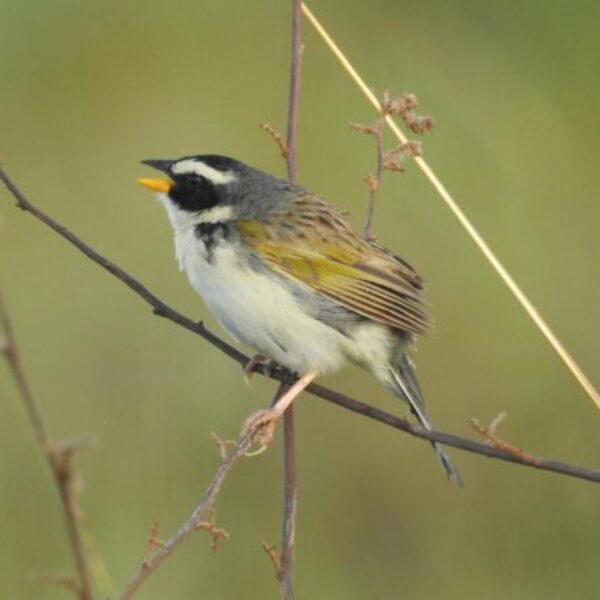 Semad investe no turismo de observação de aves na região de Alto Paraíso