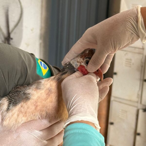 ave sendo avaliada por técnicos da agrodefesa