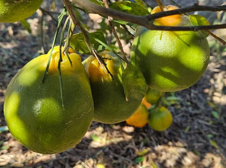 Citricultura