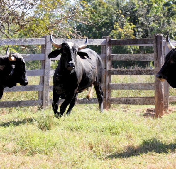 Emater divulga venda pública de bovinos