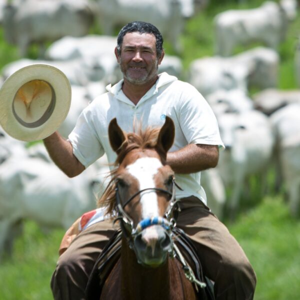 Homem no cavalo tocando o gado