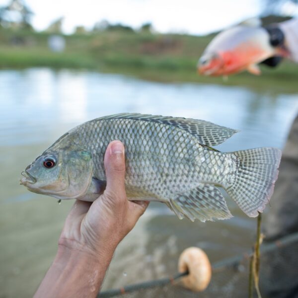 peixe Tilápia