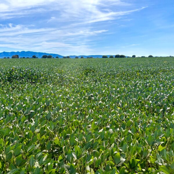 Produção de grãos em Goiás deve avançar 17% na safra 2024/2025