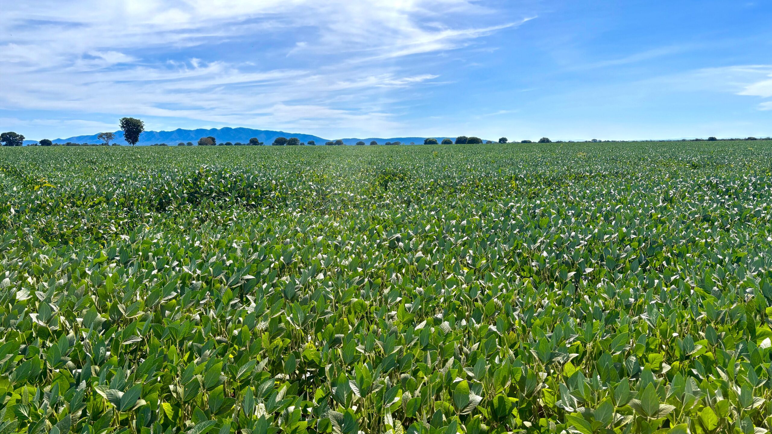 Produção de grãos em Goiás deve avançar 17% na safra 2024/2025