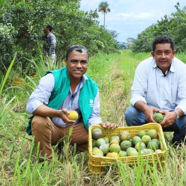 Produtor de Formosa se torna referência no cultivo de frutas cítricas