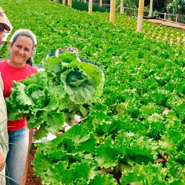 Produtores rurais transformam realidades com assistência técnica e capacitação - Emater Goiás
