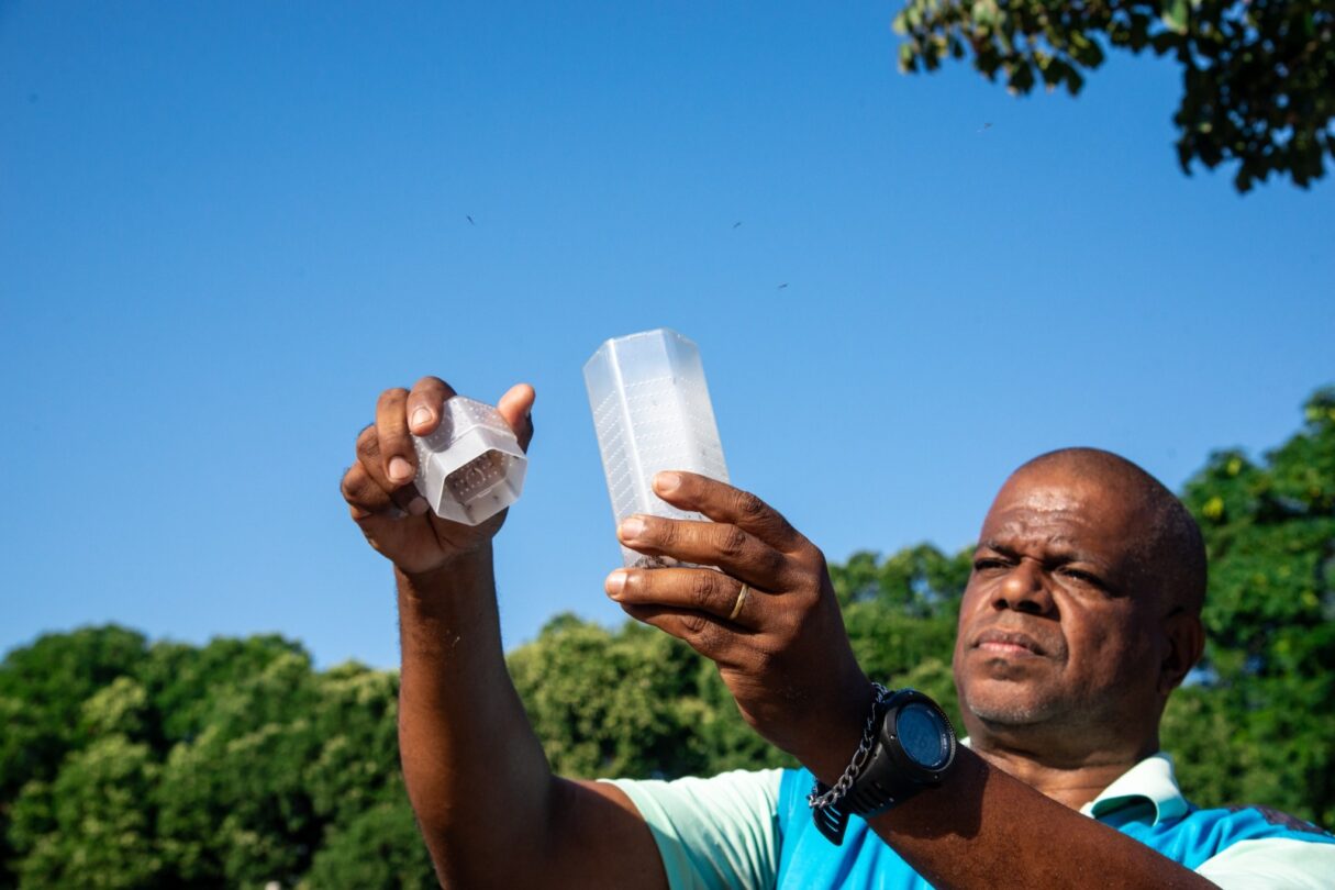 Governo acompanha estratégia que solta mosquitos com bactéria para conter dengue