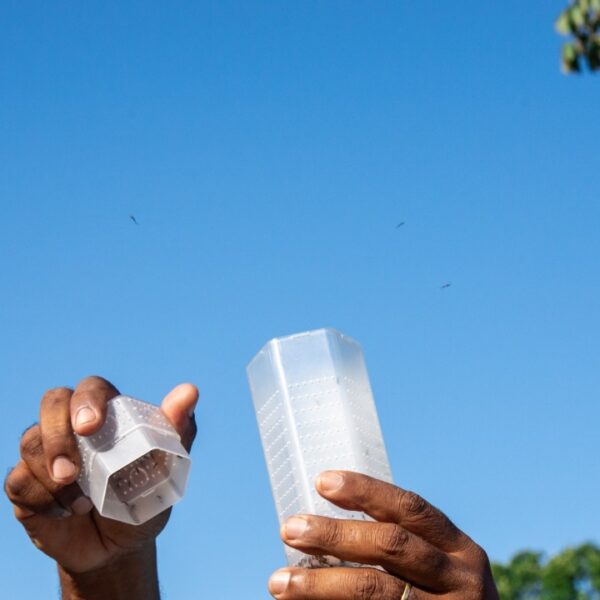 Governo acompanha estratégia que solta mosquitos com bactéria para conter dengue