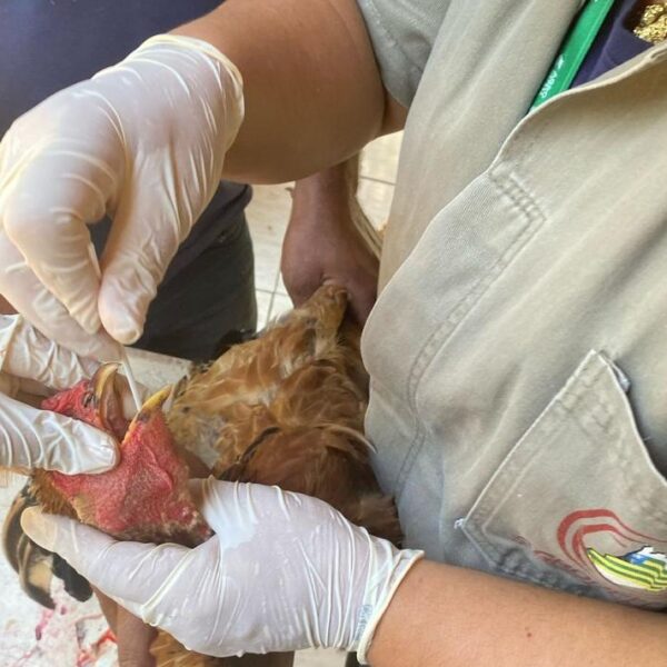 Trabalho de vigilância da Agrodefesa para gripe aviária colhe material em ave