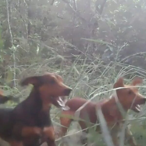 Câmeras flagram perseguição de cães a tamanduá-bandeira e filhote