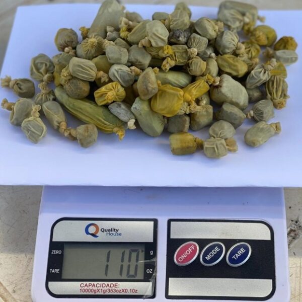 Cápsulas de maconha que estavam no estômago do preso da CPP de Formosa