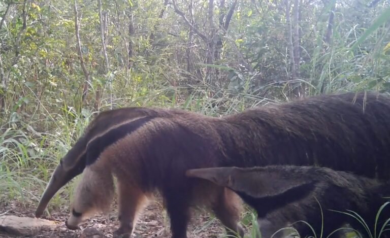 Câmeras flagram perseguição de cães a tamanduá-bandeira e filhote