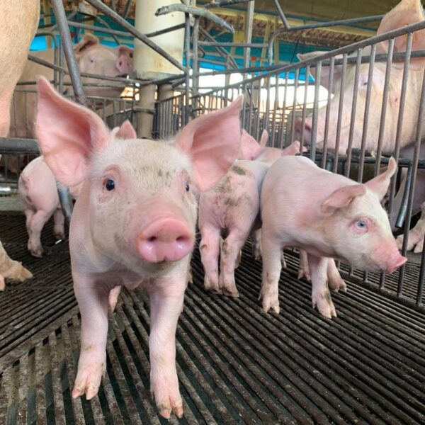 Goiás mantém status sanitário de área livre de Peste Suína Clássica