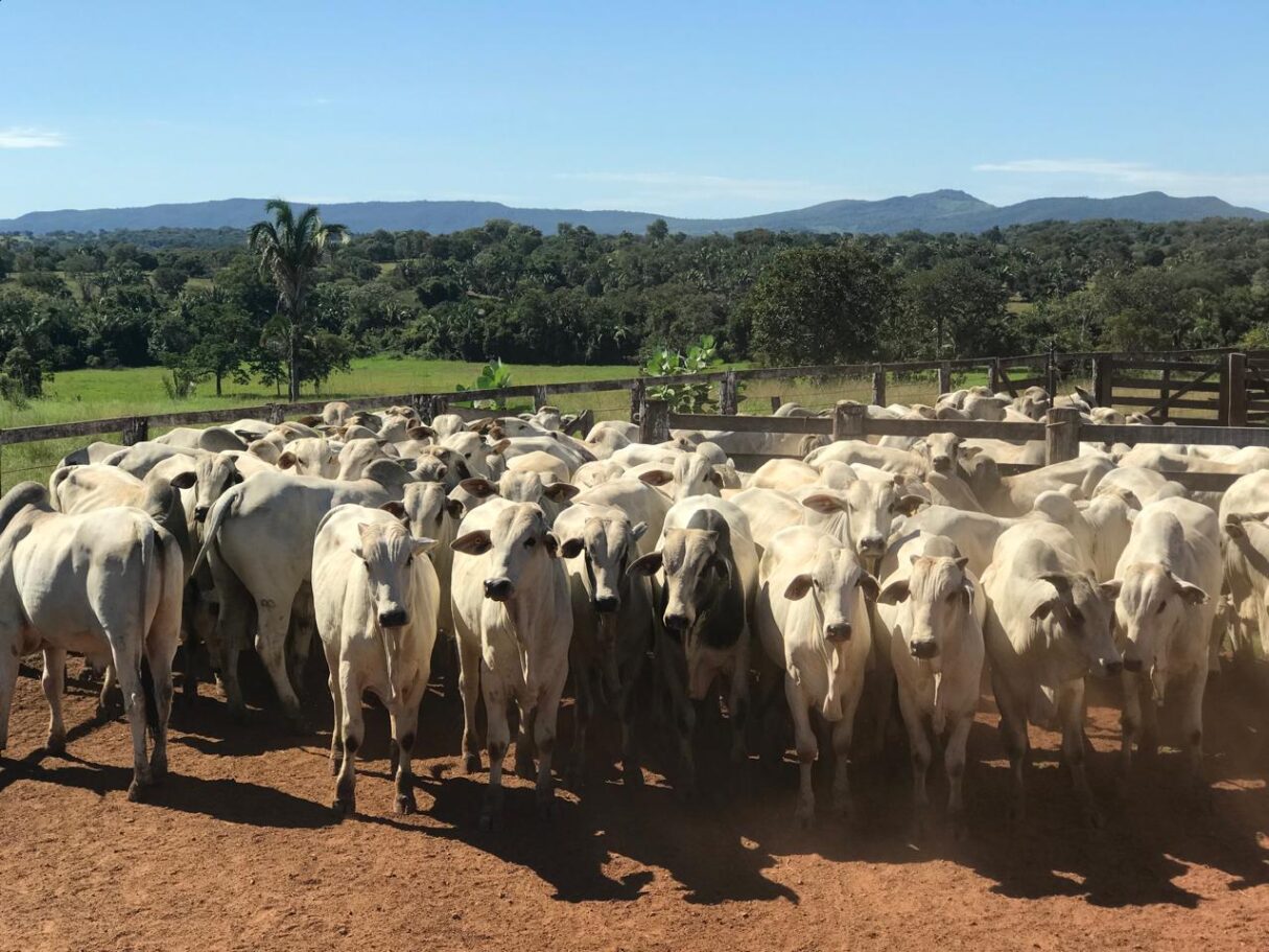 Goiás registra mais de 22,8 milhões de bovinos no primeiro semestre de 2025