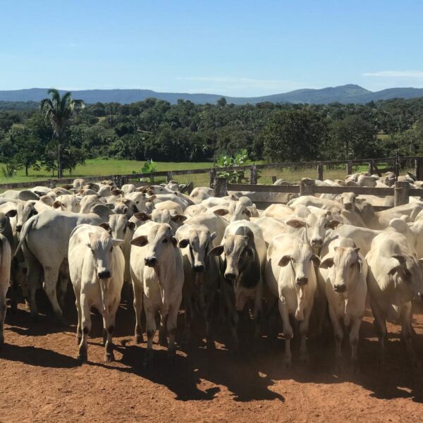 Goiás registra mais de 22,8 milhões de bovinos no primeiro semestre de 2025