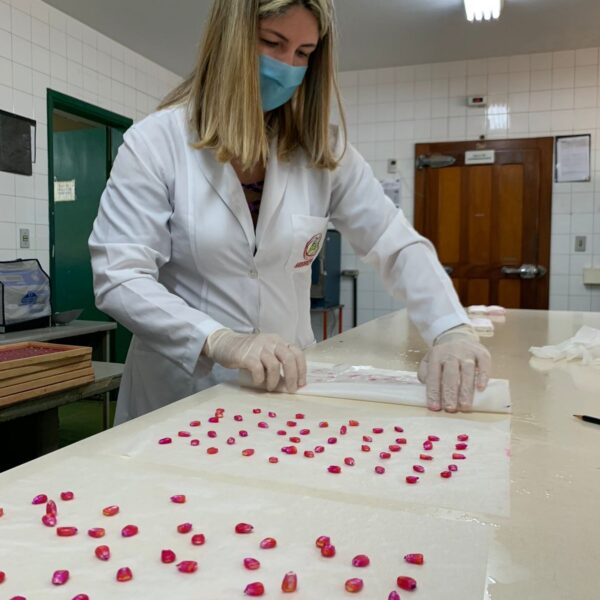 Agrodefesa orienta produtores sobre a importância de adquirir sementes de qualidade para a nova safra