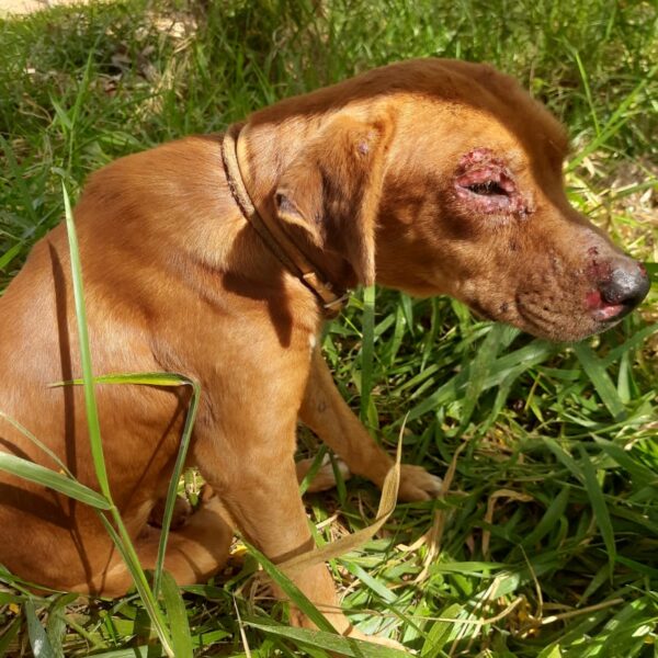 Cachorro com Leishmaniose