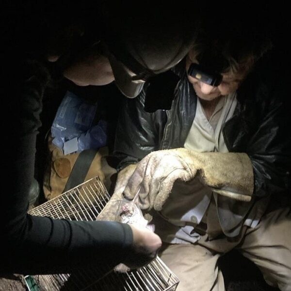 Agrodefesa realiza ação de controle de morcegos hematófagos em Água Fria de Goiás