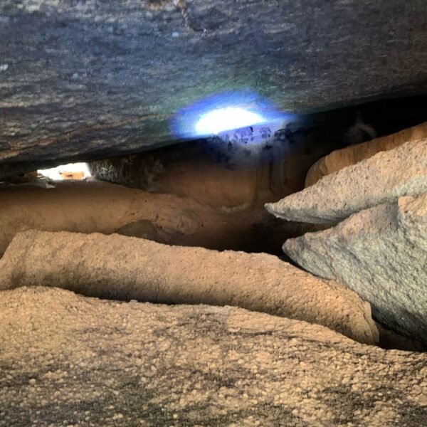 Agrodefesa intensifica ações de captura e controle de morcegos hematófagos em Carmo do Rio Verde