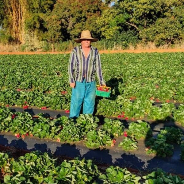 Com apoio da Emater, produção de morango se destaca em Águas Lindas