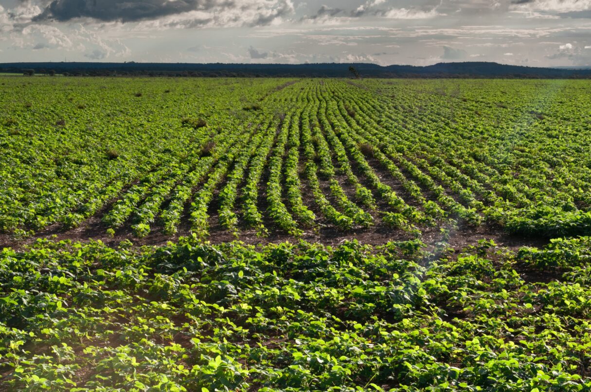 FCO Rural ultrapassa R$ 1 bilhão em financiamentos aprovados em 2025
