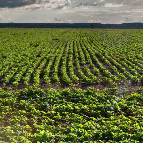 FCO Rural ultrapassa R$ 1 bilhão em financiamentos aprovados em 2025