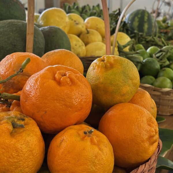 Governo lança novo edital do Programa de Aquisição de Alimentos Estadual