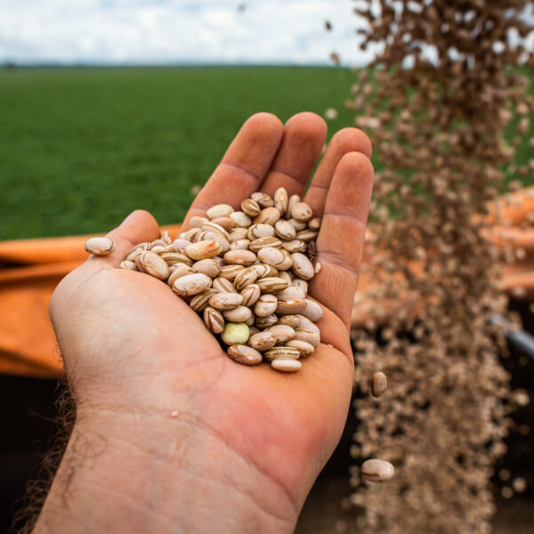 Vazio sanitário do feijão começa no sábado em Goiás