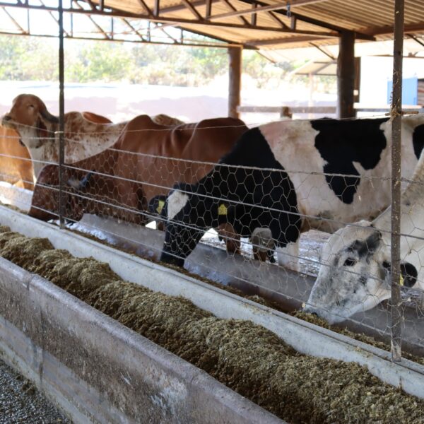 Inscrições para o Programa de Melhoramento Genético vão até 23 de setembro