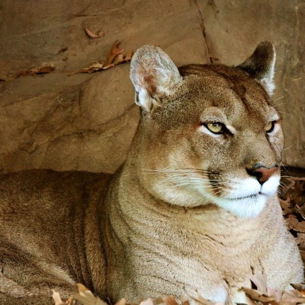 Semana da Suçuarana terá caminhada noturna