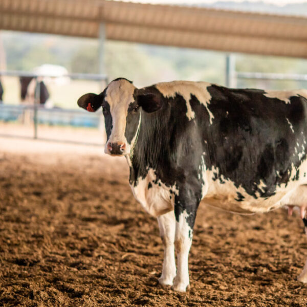 Vaca