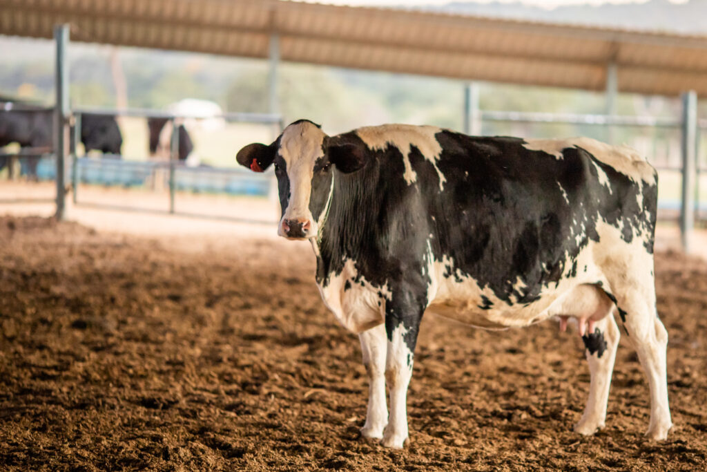 Vaca