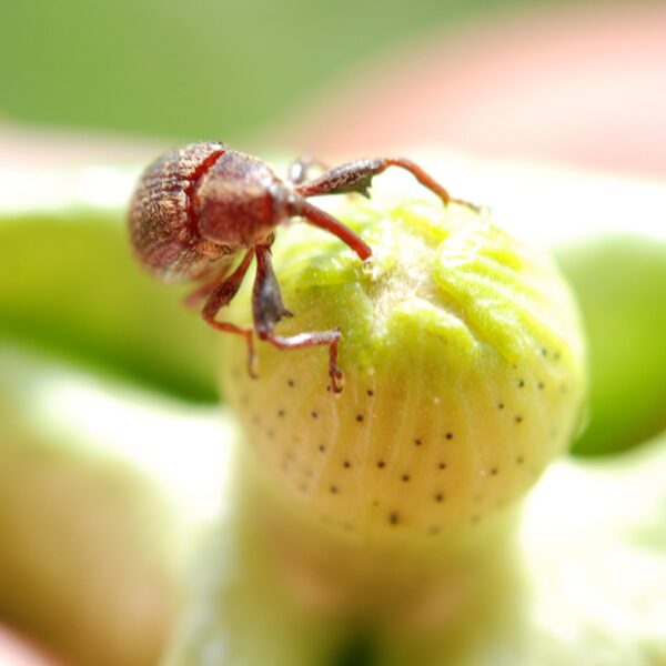 Agrodefesa atualiza normas do Programa Estadual de Prevenção e Controle do Bicudo-do-Algodoeiro em Goiás