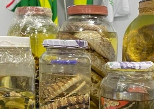 Goiás reforça cuidados contra acidentes com animais peçonhentos