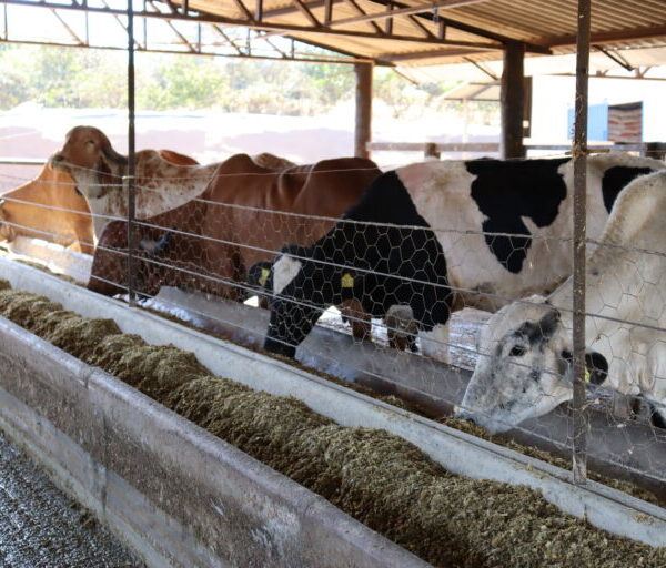 Governo amplia prazo de inscrições ao Programa de Melhoramento Genético Bovino para Agricultura Familiar