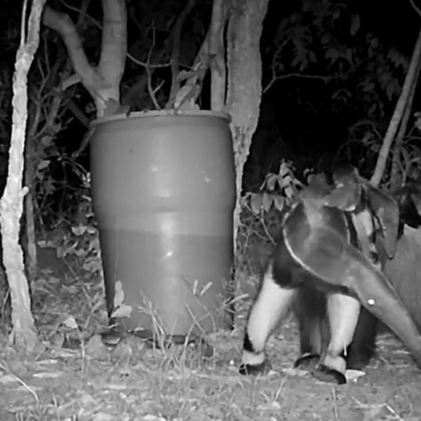 Vídeo registra filhotes gêmeos de tamanduás-bandeira no Pescan