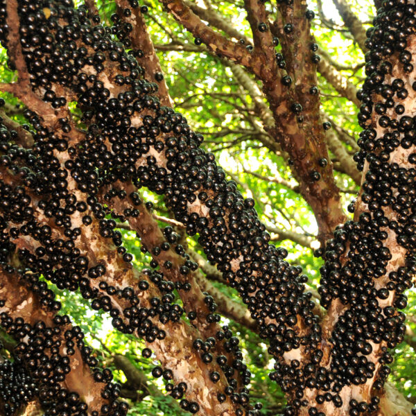 Hidrolândia abre a temporada de jabuticaba